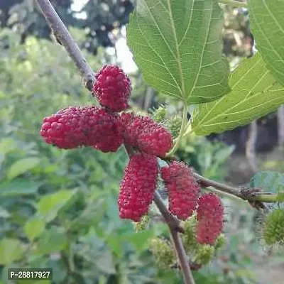 Baishnab  Mul Berry Plant 047 ShahtootMulberry Pla