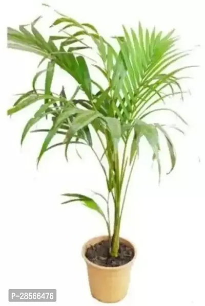 Baishnab Areca Palm Areca Palm ar20-thumb0