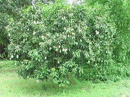 Baishnab Mango Plant Mango Fruit Live Plant Mulgoba-thumb2