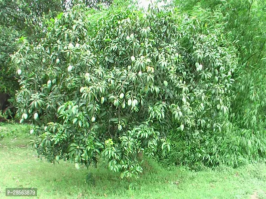 Baishnab Mango Plant Mango Fruit Live Plant Mulgoba-thumb3