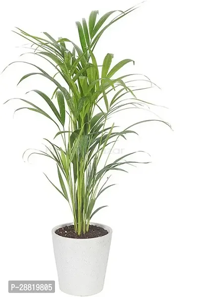 Baishnab  I101 Areca Palm