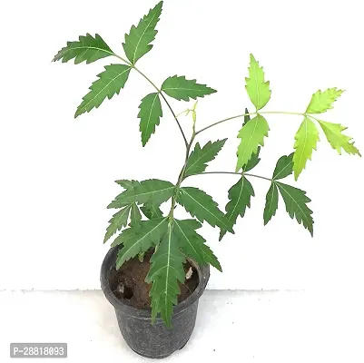 Baishnab  Neem  Plant  With Pot Neem Plant