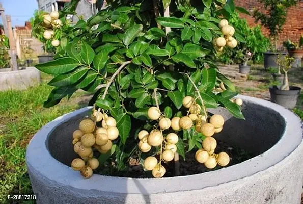 Baishnab  Langon Plant 11pp Litchi Plant-thumb0