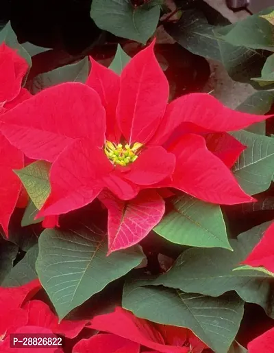 Baishnab  Red Rare Poinsettia Live PlantV3 Poins-thumb0