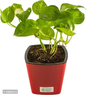 Baishnab  MONY PLANT14 Money Plant-thumb0