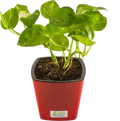 Best Selling Plant & Planters 