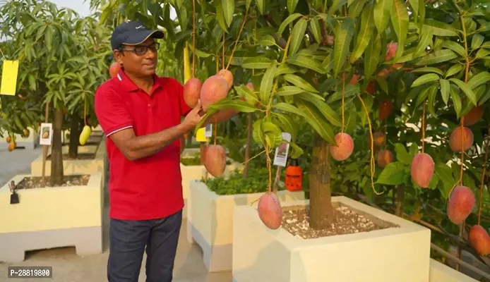 Baishnab  Himsagar  Grafted Mango Plant Mango Plan