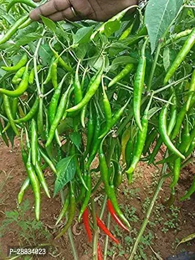 Baishnab w 63C12 BEST SELLER FARMER CHOICE PREMIUM 100 percent GERMINATION 200 SEEDS OF F1 HYBRID  CHILLIMIRCHI OR MIRCH.200PIECE