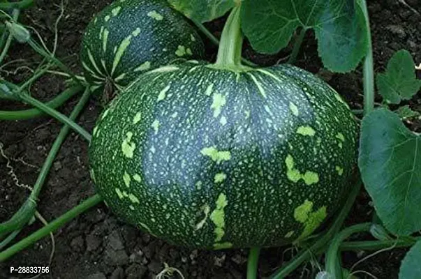 Baishnab Earth Seeds R 23PUMPKIN16100PIECE-thumb0