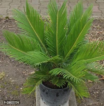 Baishnab  Cycas Revoluta Plant Live Plant CF371 C