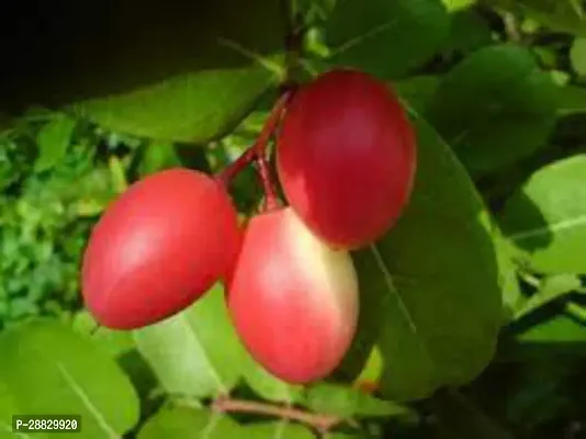 Baishnab  Karmocha Plant K3 Karonda Plant