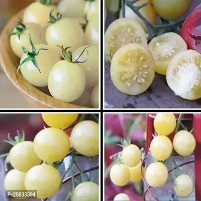 Baishnab tomato seed 1000 ps rrt Hybrid White Tomato Seeds1000PIECE