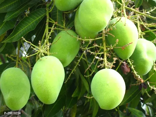 Baishnab  Mango Fruit Live Plant Malda Mango Plant-thumb0