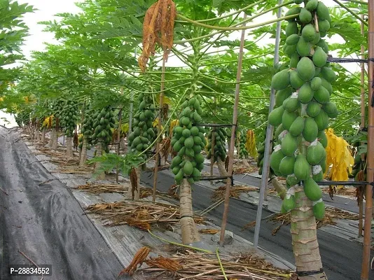 Baishnab Papaya seed 150 per packet uiPP18  BEST QUALITY SEED OF PAPAYA  PAPITA PACK OF 150 SEEDS 100 percent GERMINATION IMPORTED SEED PACK OF 150 SEEDS150PIECE-thumb0