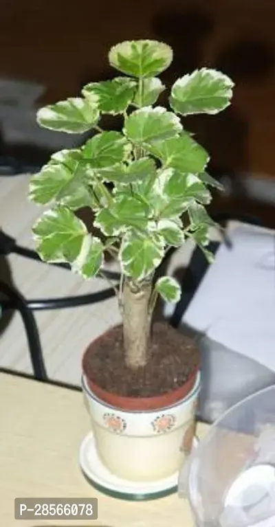 Baishnab Aralia Plant aralia plant 0018-thumb0