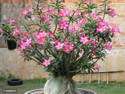 Baishnab  Adenium plant88 Adenium Plant