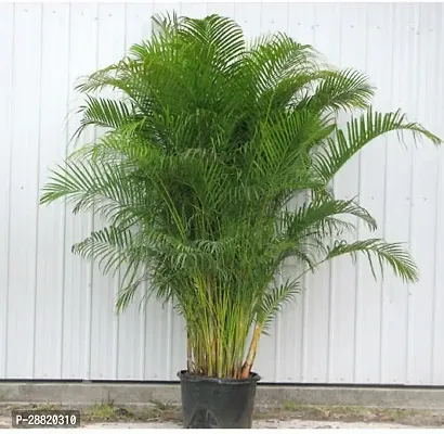 Baishnab  c11 Areca Palm-thumb0