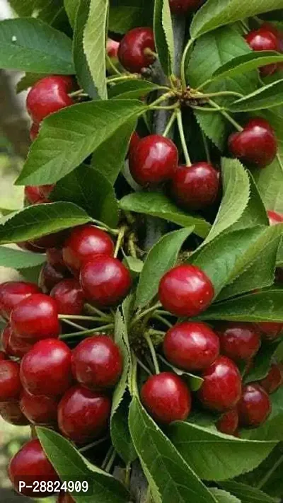 Baishnab  CG11 Cherry Fruit Plant-thumb0