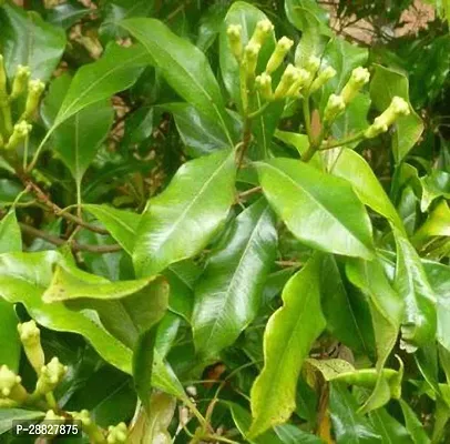 Baishnab  GSDLANTOJ373 Clove Plant