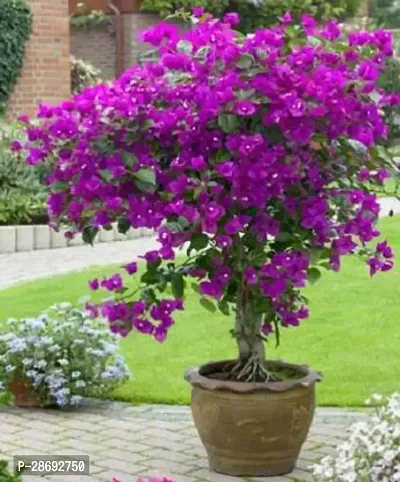 Baishnab Bougainvillea Plant Bougainvillea Live Plant-thumb0