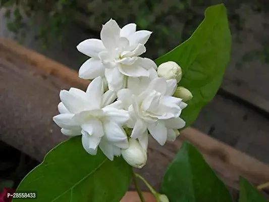 Baishnab Jasmine Plant Jasmine Mogra Live Plant-thumb2