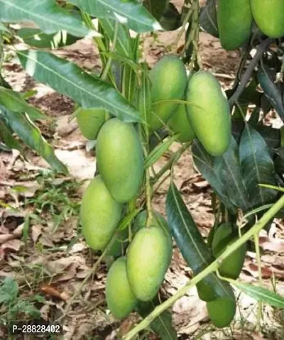 Baishnab  Dasheri Mango Mango Plant-thumb0