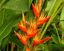 Baishnab Bird of Paradise Plant Bird Of Pradise Flower Plant009-thumb1