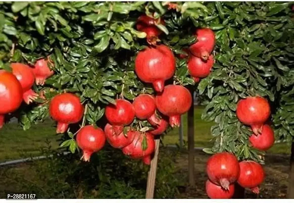 Baishnab  POMEGRANATE PLANT 2 Pomegranate Plant-thumb0