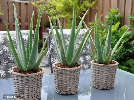 Baishnab  HybridAloevera24 Aloe Vera Plant