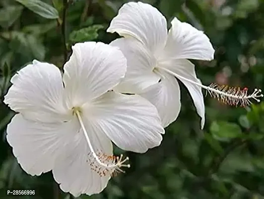 Baishnab Hibiscus Plant Hibiscus plant2-thumb0