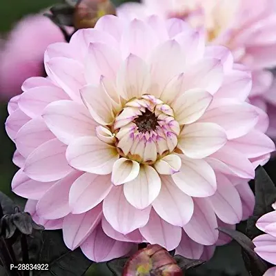 Baishnab Chandramollica gy125PS mc JKDahlia Double Mixed Hybrid Flower Seeds   D3118125PIECE