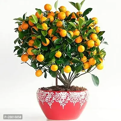 Baishnab  Mandarin High Yield Orange Live PlantCF0-thumb0