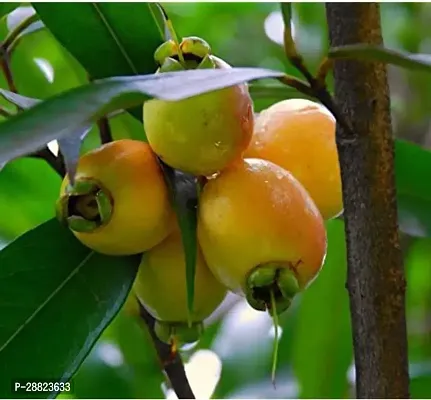 Baishnab  Gulad  jamun plant Jamun Plant-thumb0