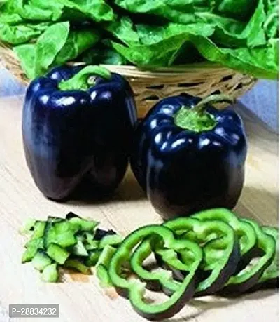 Baishnab capsicum seed ertyCapsicum Black Purple Peppers Vegetable Seeds200PIECE-thumb0