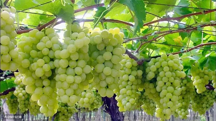 Baishnab  Grapes plantSweet Jubilee Vali1ant Grap