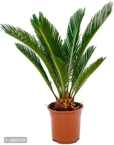 Baishnab  Cycas Revoluta Plant Live Plant CF1111-thumb0