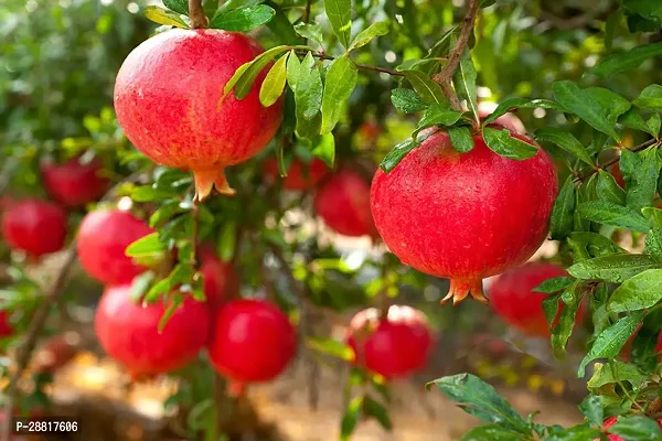 Baishnab  Red Pomegranate Plant Pomegranate Plant-thumb0