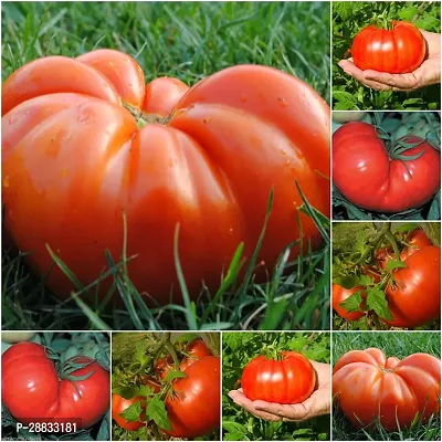 Baishnab tomato  seed 2500 ps cfgOrganic Beefsteak Tomato High Yielding Imported seeds2500PIECE