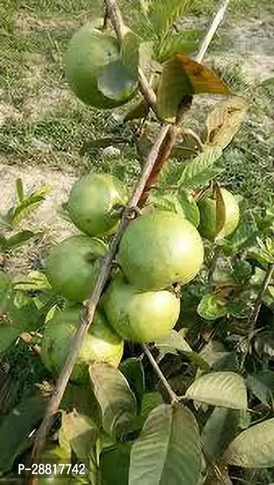 Baishnab  Guava Plant 255 Guava Plant-thumb0