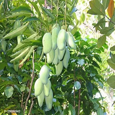 Baishnab Mango Plant Mango Totapuri Grafted Plants (Pack of 1) - Live Plant-thumb0