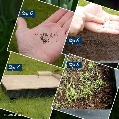 Baishnab tomato seed 125 ps ffu Guarenteed Germination Cherry Tomato Seeds125 Seeds125PIECE-thumb3