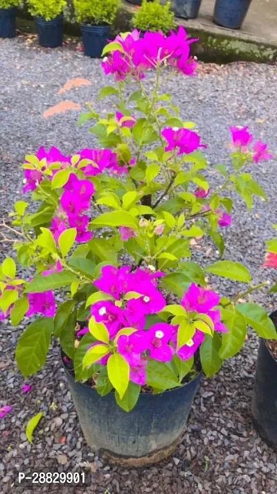 Baishnab  Bougainvillea Plant CF000188 Baugainvil