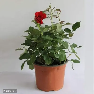 Baishnab  English Rose Red  Plant Rose Plant-thumb0