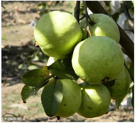 Baishnab  KG big GuavaAmrood Fruit Plant Guava Pla-thumb0