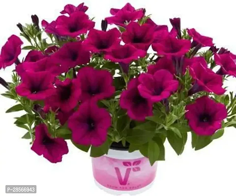 Baishnab Hibiscus Plant Petunia hybrid live plant-thumb0