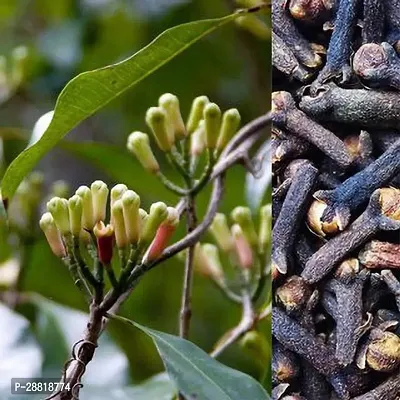 Baishnab  WDGUAKSI377 Clove Plant-thumb0