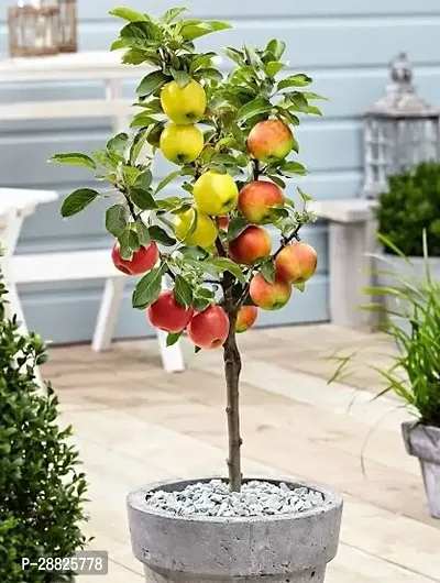 Baishnab  Grafted MRMN99 APPLE PLANT Apple Plant-thumb0