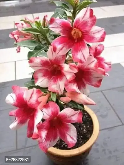 Baishnab  Air Layered Adenium Plant Live Plant CF0