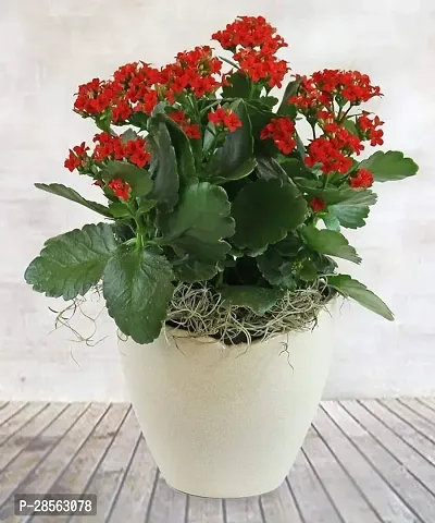 Baishnab Kalanchoe Plant KALNCHOE PLANT D322-thumb3