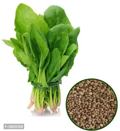 Baishnab Palak seed 50 per packet rbFRESH HYBRID PALAK SEEDS  1000s1PIECE-thumb0